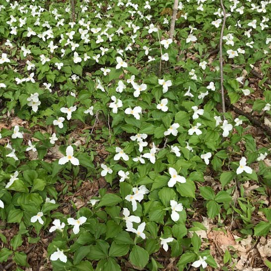 small white flowers in Ottawa forest